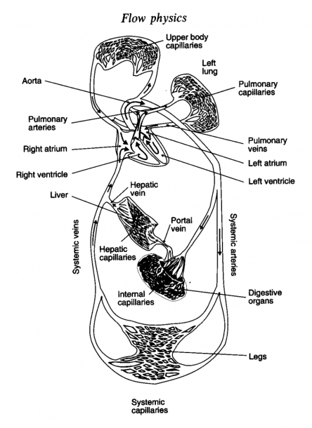 Schematic Diagram Of Blood Circulation In Human Body