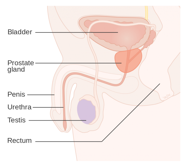 Prostate Cancer
