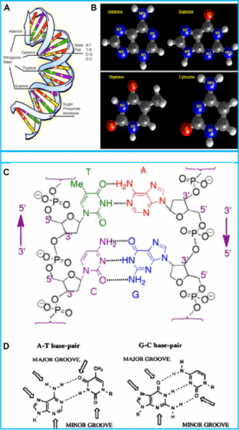 A) Structure Of Dna Molecule, (b) Bases (adenine, Guanine, Thymine