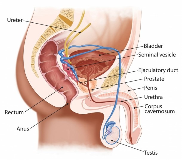 Human Anatomy  Bladder Anatomy Trigone Of Urinary Bladder, Bladder