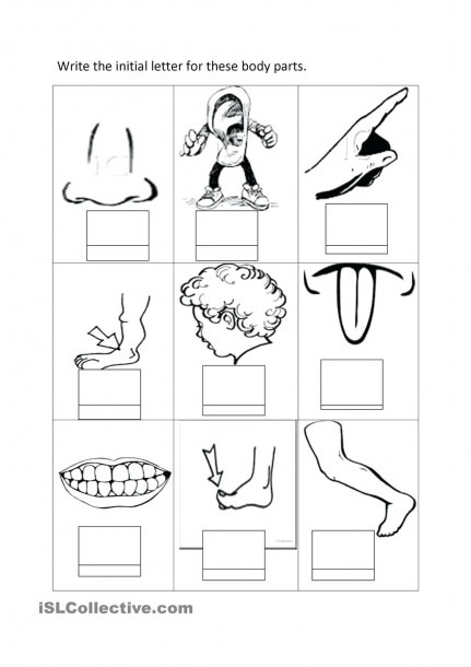 Unique Body Part Diagram For Kindergarten