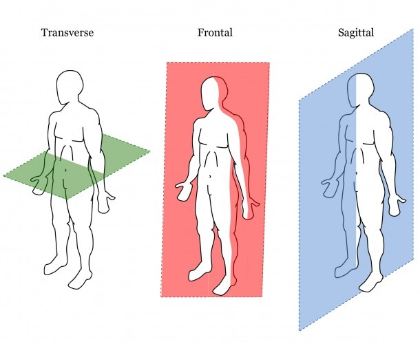 Body Planes Diagram New Anatomical Planes Possible Bodies