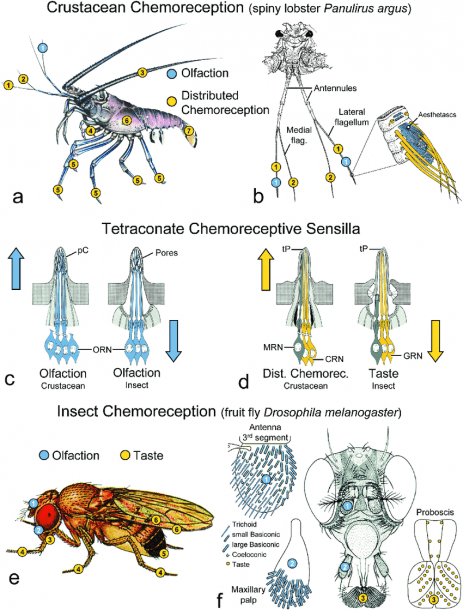 Comparison Of Decapod Crustacean And Insect Chemosensory Systems