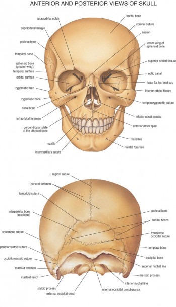 Head Bone Anatomy Anteroir And Posterior View