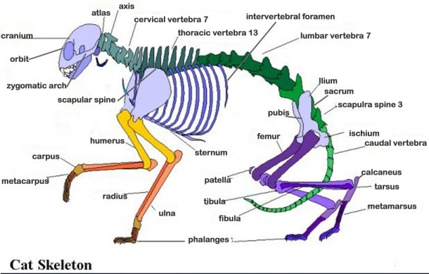 Cat Skeleton Labeled â Wohnzimmer Ideen