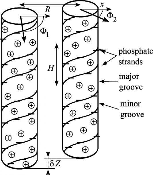 Schematic Diagram For Interacting Parallel Dna Molecules With