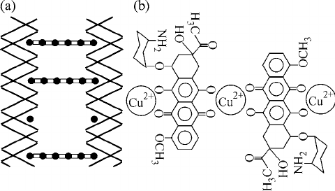 Schematic Diagram Of The Formation Of Bridges Between Two Dna