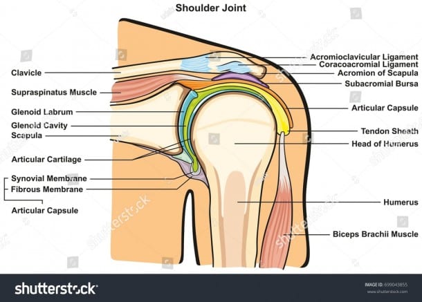 Shoulder Joint Human Body Anatomy Infographic Stock Vector