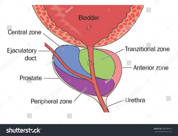 Prostate Gland Showing Position Relative Bladder Stock Vector
