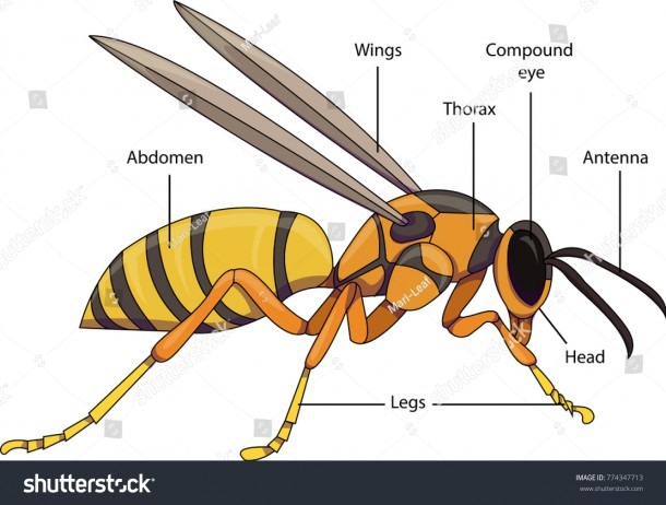 Vector Illustration Insect Diagram Labeled Parts Stock Vector