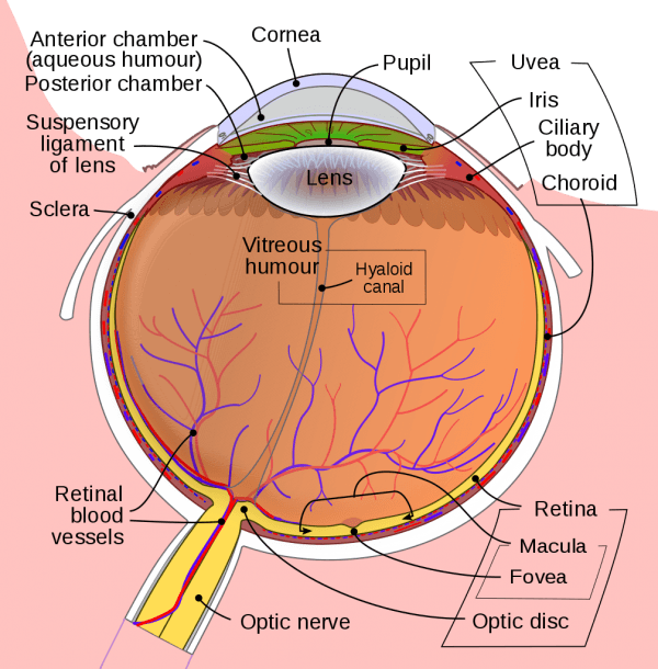 Eye Ball Diagram