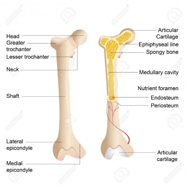 Vector Illustration Of Diagram Of Human Bone Anatomy Royalty Free