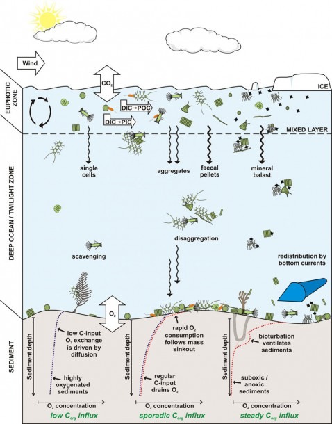 Schematic Overview Of The Pathways Of Organic Matter Production | Best ...