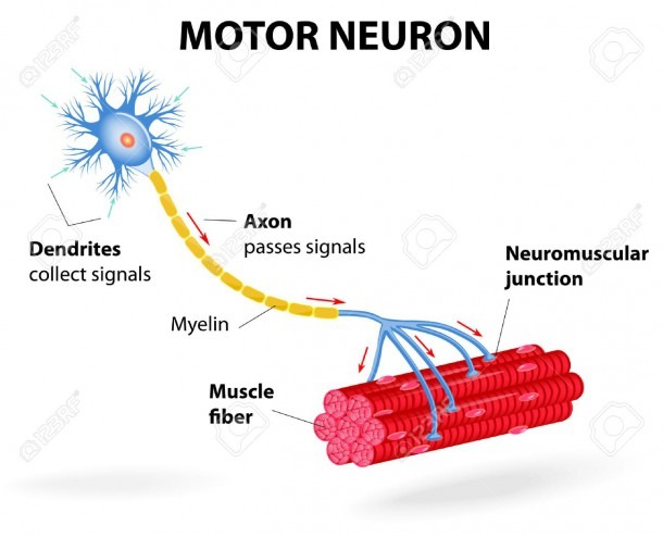 Structure Motor Neuron  Vector Diagram  Include Dendrites, Cell
