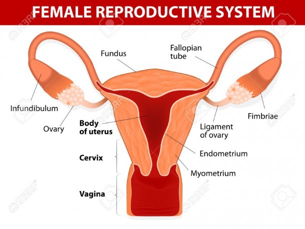 Human Anatomy Female Reproductive System Uterus And Uterine Human Anatomy Female Reproductive System Uterus And Uterine