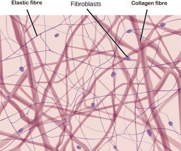 Areolar Tissue 40x Labeled Fibroblasts