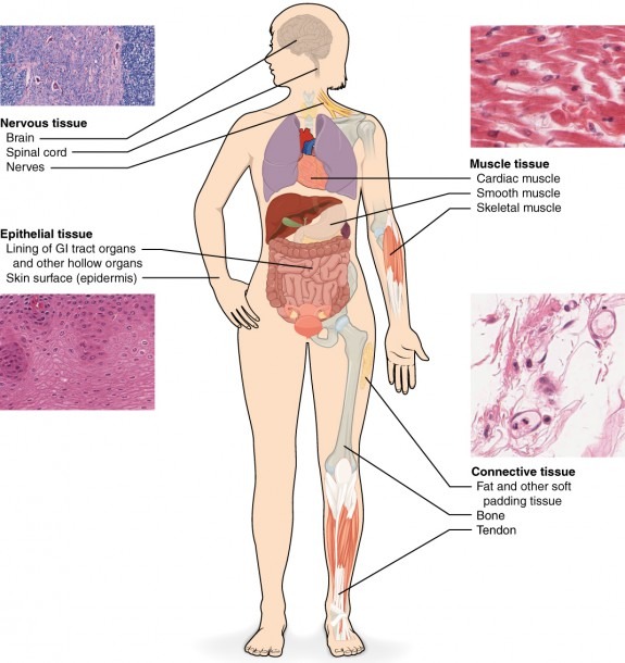 4 1 Types Of Tissues â Anatomy And Physiology