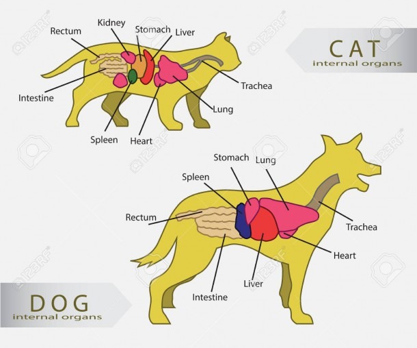 Basic Internal Organs Of Cat And Dog Vector Royalty Free Cliparts