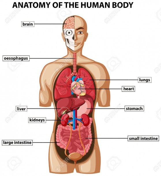 Diagram Showing Anatomy Of Human Body With Names Illustration