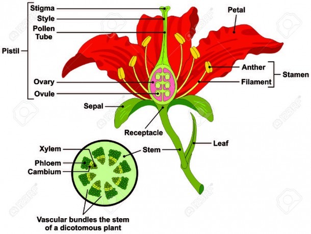 Flower Parts Diagram With Stem Cross Section Anatomy Of Plant