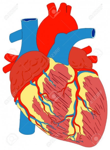 Human Heart Muscle Gross Anatomy Vector Diagram Unlabeled Outside
