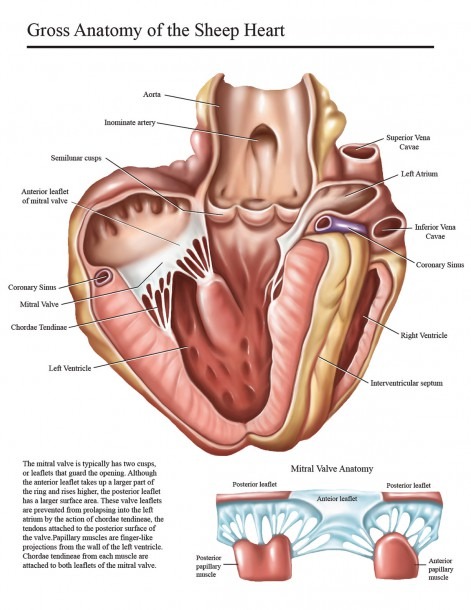 Sheep Heart Dissection On Behance