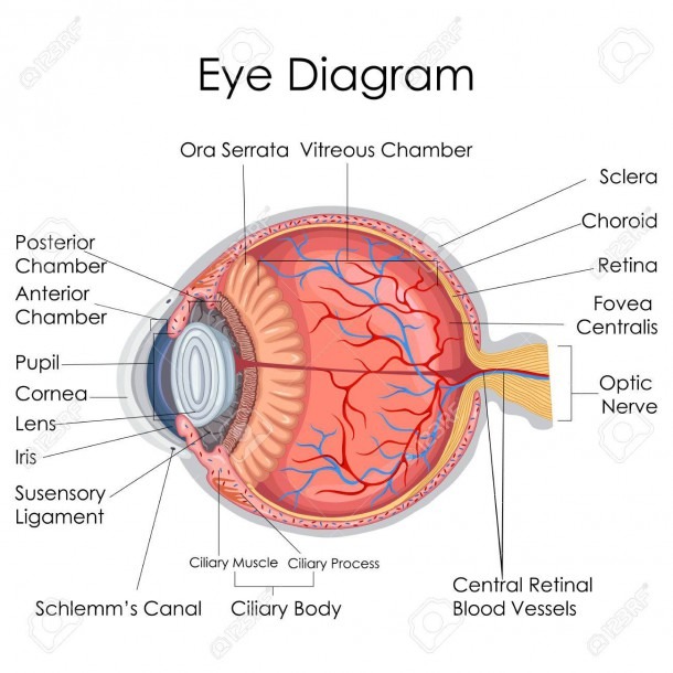 Medical Education Chart Of Biology For Human Eye Internal Diagram