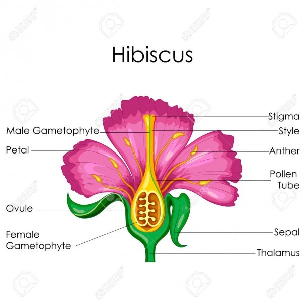 Education Chart Of Biology For Anatomy Of Hibiscus Flower Diagram