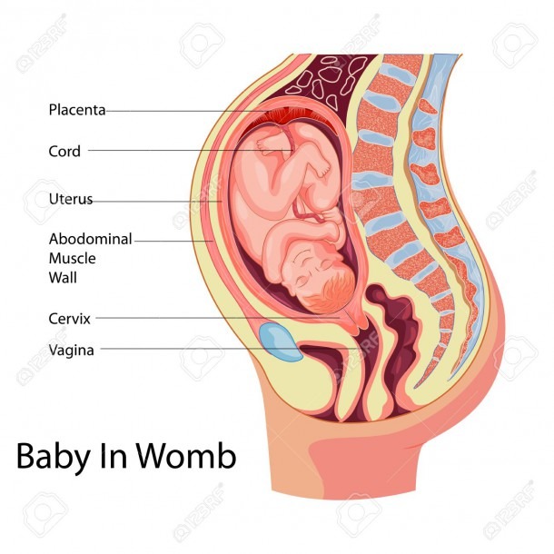 Education Chart Of Biology For Baby In Womb Diagram Royalty Free