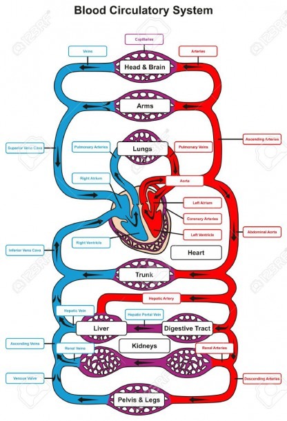 Blood Circulatory System Of Human Body Infographic Diagram With