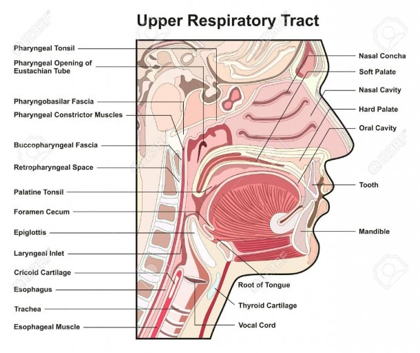 Upper Respiratory Tract Cross Section Infographic Diagram With