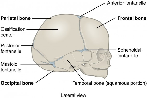 Skull Sutures Diagram