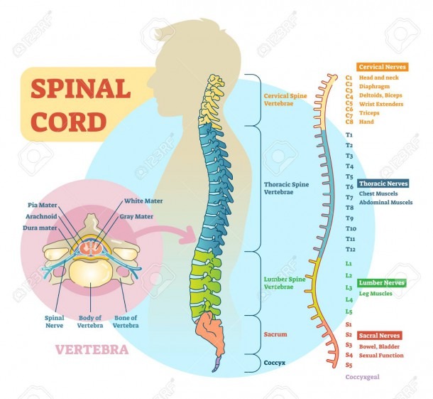 Spinal Cord Schematic Diagram With All Sections