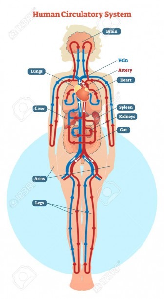 Human Circulatory System Vector Illustration Diagram, Blood