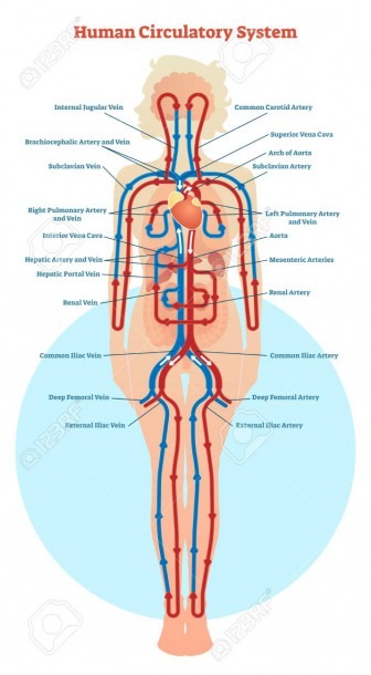 Human Circulatory System Vector Illustration Diagram, Blood