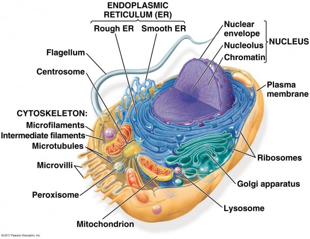 Animal Cell Labeled Diagram