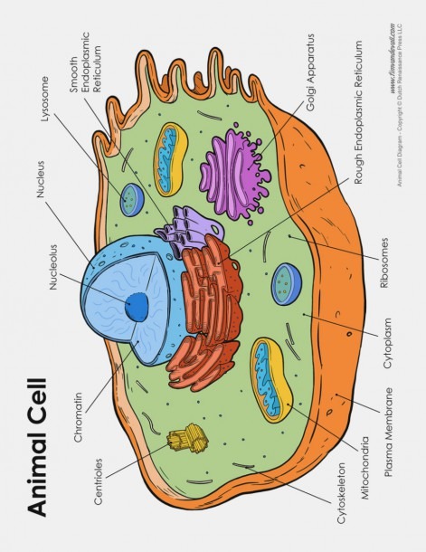 15 Moments To Remember From Animal Cell