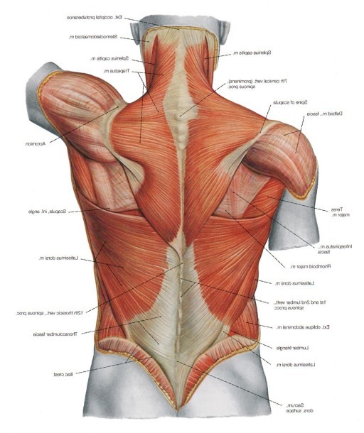 Human Back Muscles Diagram