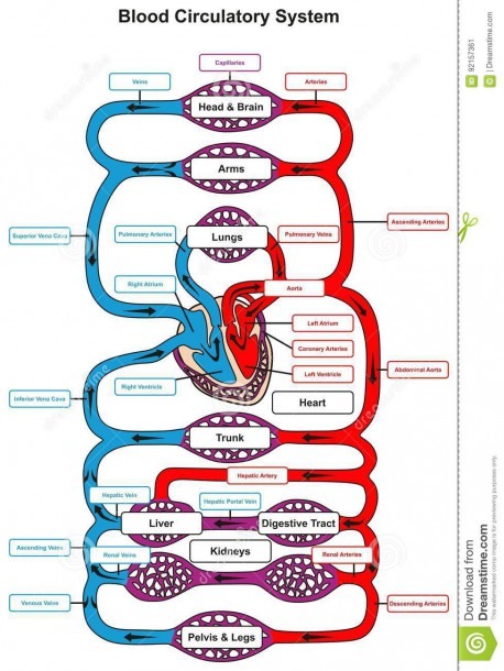 Blood Circulatory System Of Human Body Stock Vector