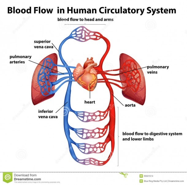 Blood Flow In Human Circulatory System Stock Vector