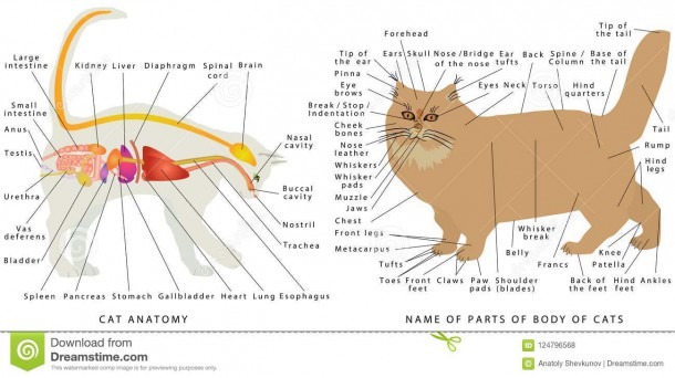 Cat Anatomy  Stock Vector  Illustration Of Disease, Heart