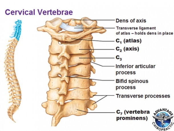 Cervical Spine Anatomy Archives