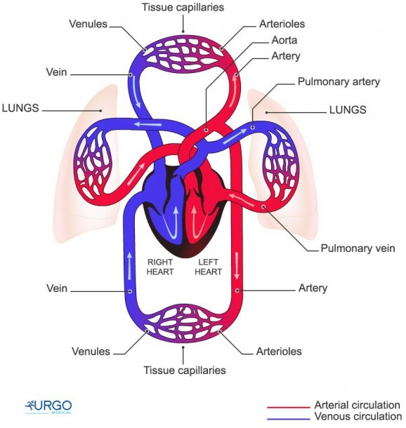 Circulatory System