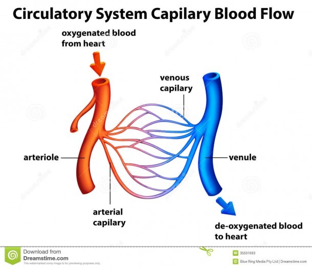 Circulatory System