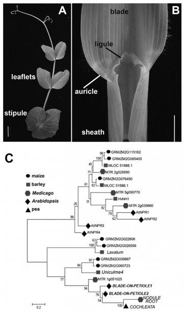 Comparison Of Eudicot Vs Monocot Leaves And Phylogenetic Analysis