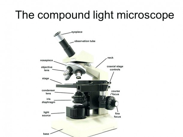 Parts Of A Compound Light Microscope Worksheet Answers