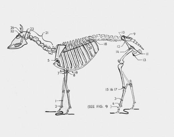 This Week In Pennsylvania Archaeology  Zooarchaeology