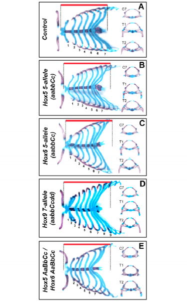 Defects In The Rib Cage Of Hox Mutant Mice Show Functional