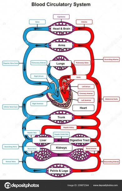Blood Circulatory System Human Body Infographic Diagram Heart