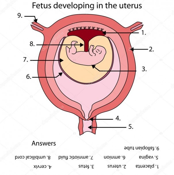 Fully Labeled Diagram Of Fetus Developing In The Uterus â Stock Best 